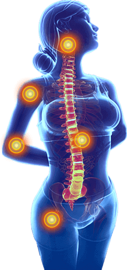 Anatomía articular — Artiflex actúa sobre cartílago, líquido sinovial y ligamentos con 6 activos botánicos complementarios