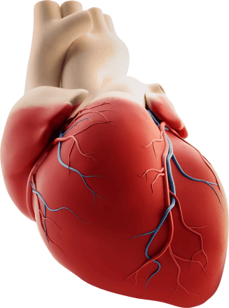 Corazón humano ilustrado — Cardialica fortalece el músculo cardíaco y apoya la presión arterial saludable