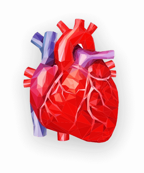Corazón humano anatómico — Tensinorm apoya presión arterial y protege vasos sanguíneos con 8 activos científicos
